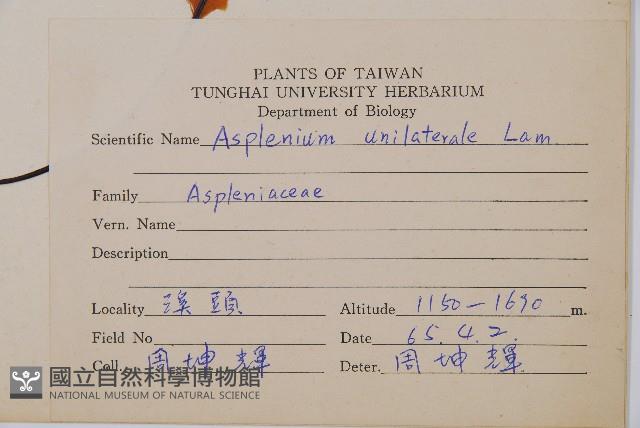 單邊鐵角蕨藏品圖，第2張