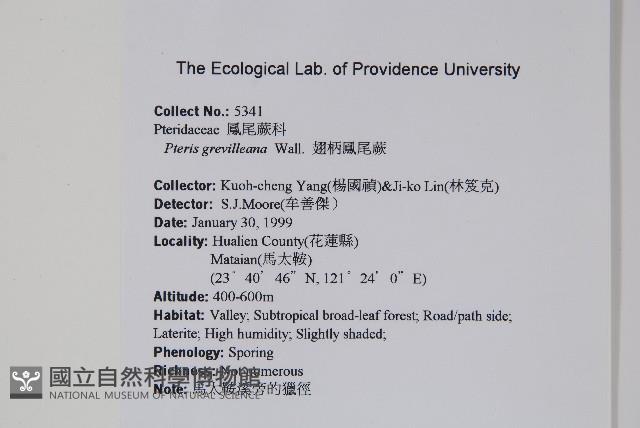翅柄鳳尾蕨藏品圖，第2張