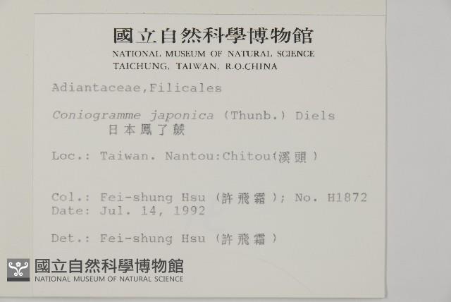 日本鳳丫蕨藏品圖，第2張