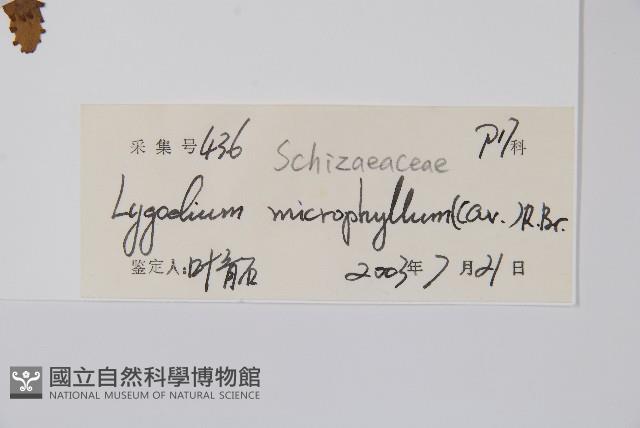 小葉海金沙藏品圖，第2張