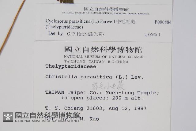 密毛毛蕨藏品圖，第2張