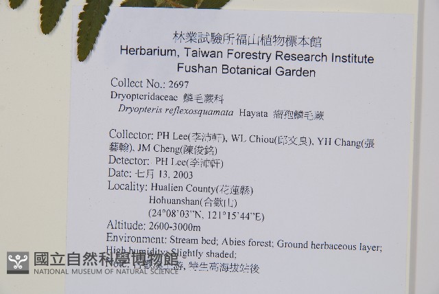 逆鱗鱗毛蕨藏品圖，第2張