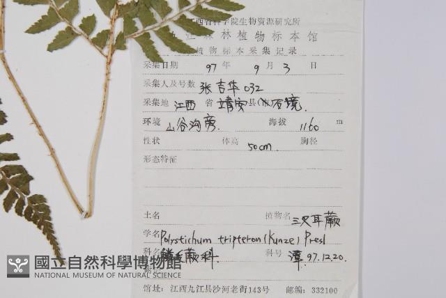 三叉耳蕨藏品圖，第2張