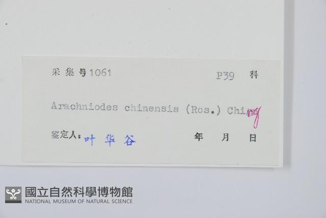 中華複葉耳蕨藏品圖，第2張