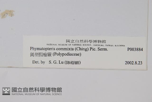 鈍羽假瘤蕨藏品圖，第2張