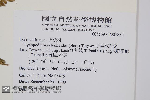 小垂枝石松藏品圖，第2張