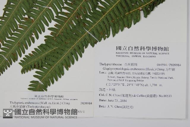 大葉金星蕨藏品圖，第2張