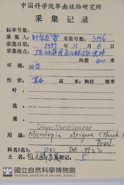 粗毛鱗蓋蕨藏品圖，第2張