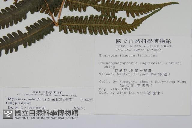 斜葉金星蕨藏品圖，第2張