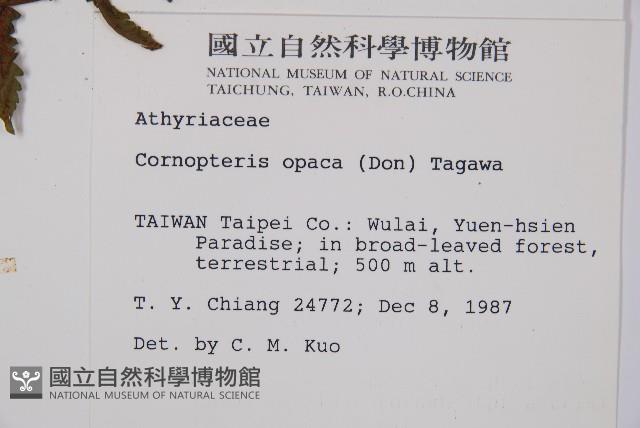 黑葉貞蕨藏品圖，第2張