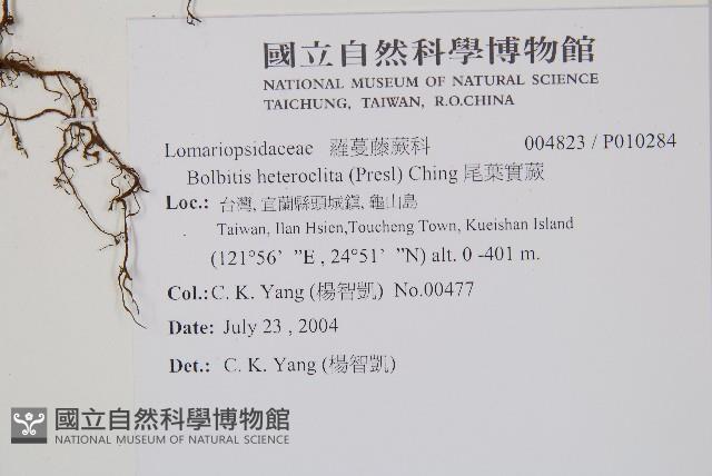 尾葉實蕨藏品圖，第2張