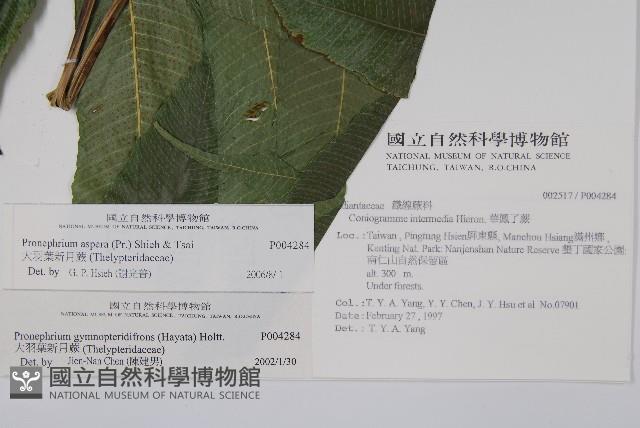 大羽葉新月蕨藏品圖，第2張