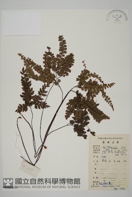 扇葉鐵線蕨藏品圖，第1張