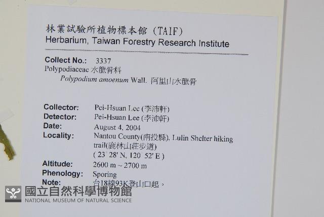 阿里山水龍骨藏品圖，第2張