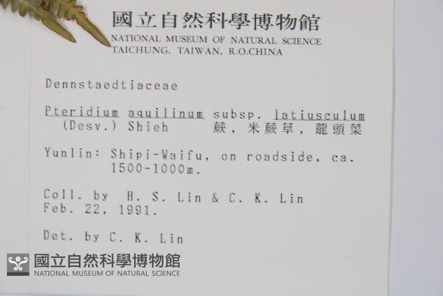 蕨藏品圖，第2張