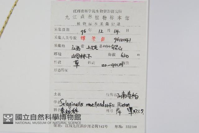 江南卷柏藏品圖，第2張