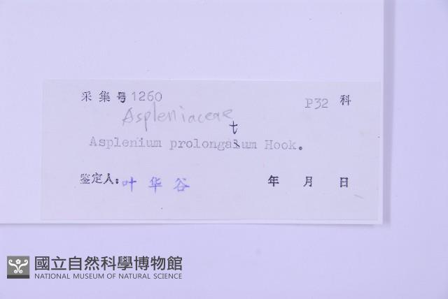 長生鐵角蕨藏品圖，第2張