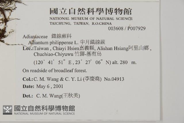 半月形鐵線蕨藏品圖，第1張