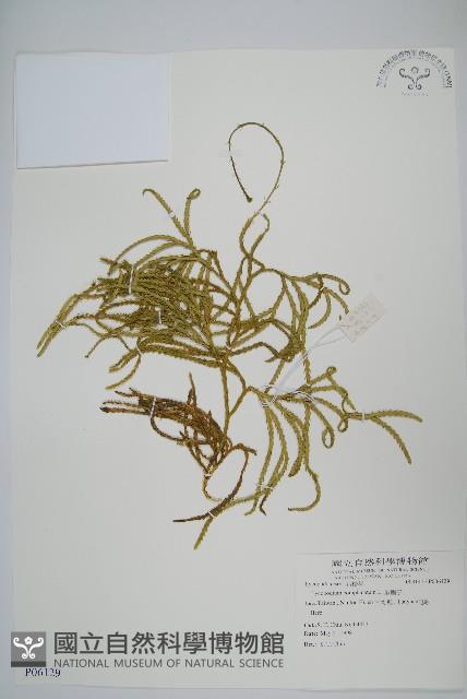 地刷子藏品圖，第1張