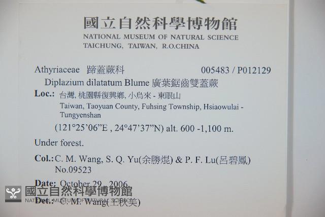 廣葉鋸齒雙蓋蕨藏品圖，第2張