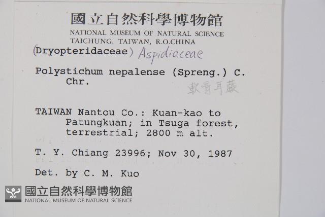 軟骨耳蕨藏品圖，第2張