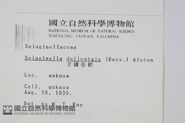 全緣卷柏藏品圖，第2張
