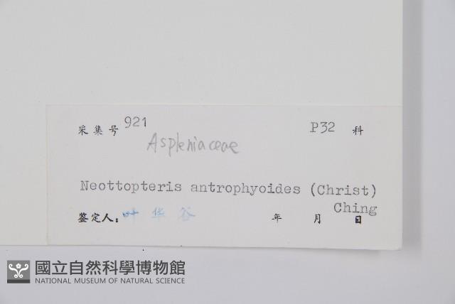 狹基巢蕨藏品圖，第2張