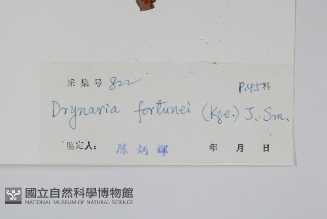 槲蕨藏品圖，第2張