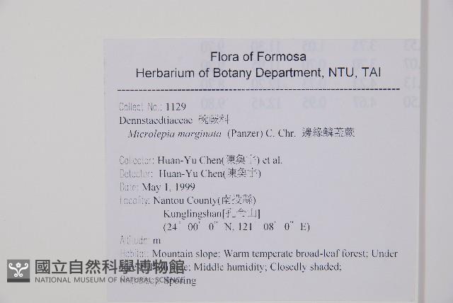 邊緣鱗蓋蕨藏品圖，第2張