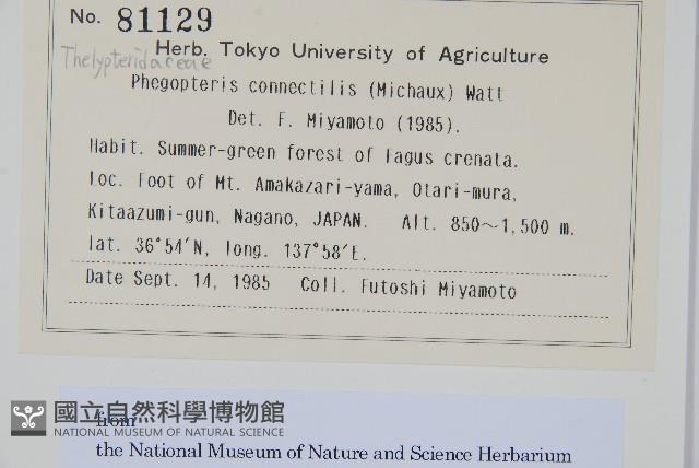 長柄假金星蕨、長柄卵果蕨藏品圖，第2張