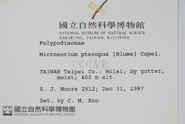 三叉葉星蕨藏品圖，第2張