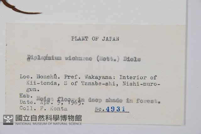 鋸齒雙蓋蕨、線葉雙蓋蕨、刺鱗雙蓋蕨藏品圖，第2張