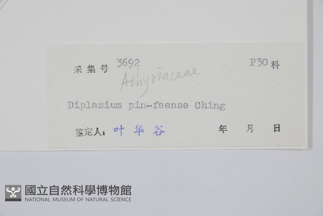 鎌羽雙蓋蕨藏品圖，第2張