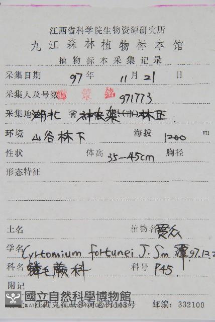 貫眾蕨藏品圖，第2張