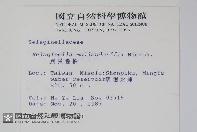 異葉卷柏藏品圖，第2張