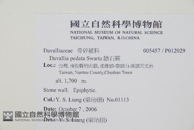 陰石蕨藏品圖，第2張