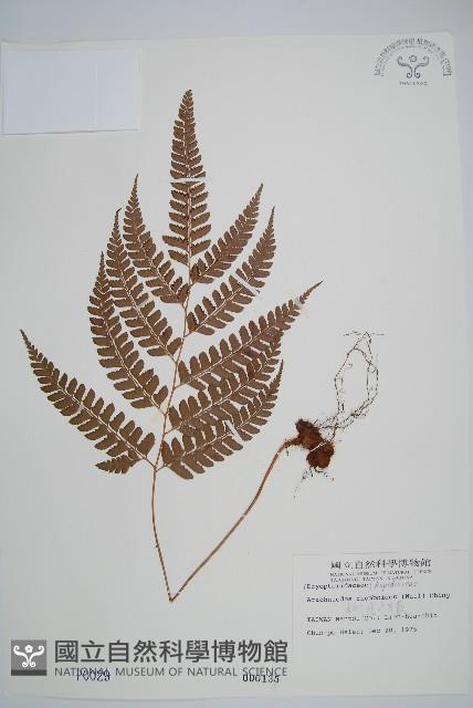 斜方複葉耳蕨藏品圖，第1張