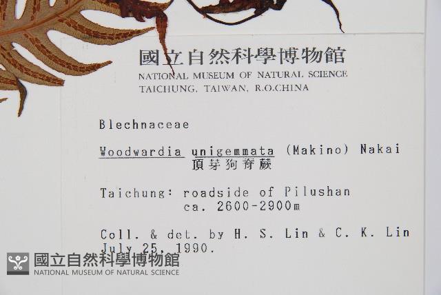 生芽狗脊蕨、頂芽狗脊蕨藏品圖，第2張