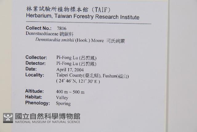 司氏碗蕨藏品圖，第5張