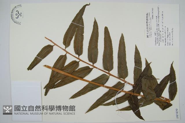 長葉腎蕨藏品圖，第1張
