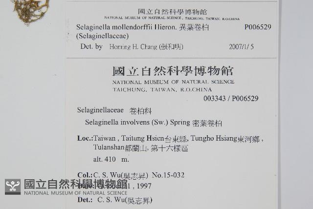 異葉卷柏藏品圖，第2張