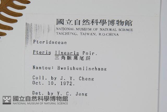 三角脈鳳尾蕨藏品圖，第2張