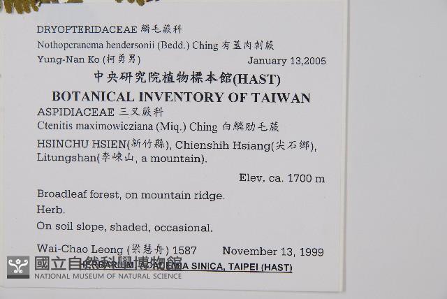 小苞鱗毛蕨藏品圖，第2張