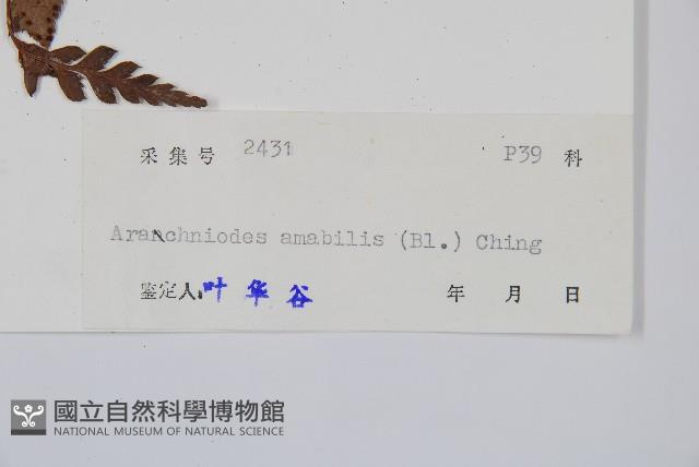 屋久複葉耳蕨藏品圖，第2張