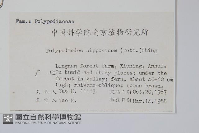 日本水龍骨藏品圖，第2張