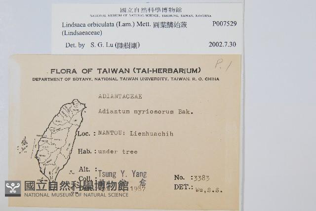 圓葉陵齒蕨藏品圖，第2張