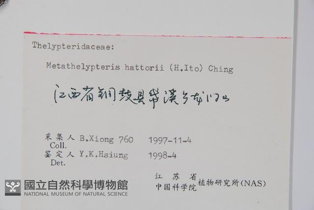 林下凸軸蕨藏品圖，第2張