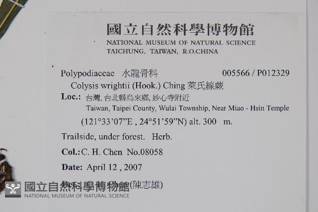 萊氏線蕨藏品圖，第2張