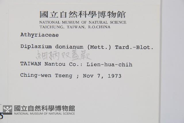 細柄雙蓋蕨藏品圖，第2張