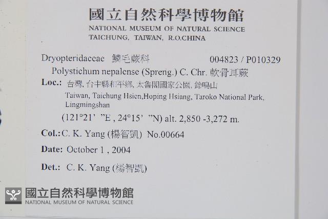 軟骨耳蕨藏品圖，第2張